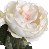 blush garden rose