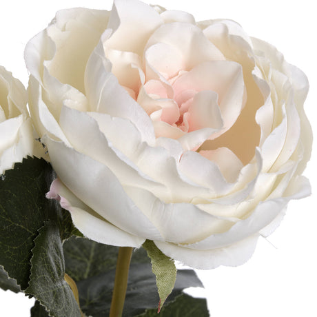 blush garden rose