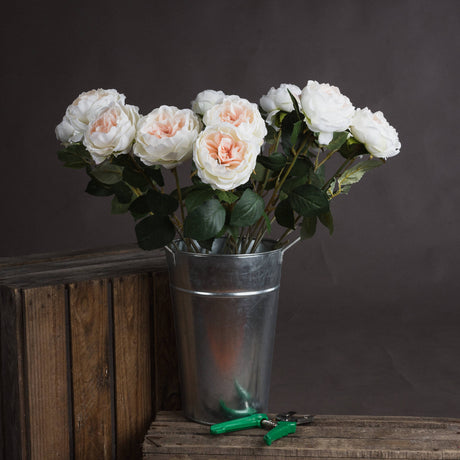 blush garden rose