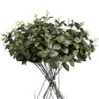 cineraria eucalyptus spray