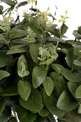 cineraria eucalyptus spray