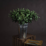 Ariane Eucalyptus Spray