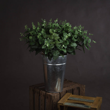 cineraria eucalyptus spray