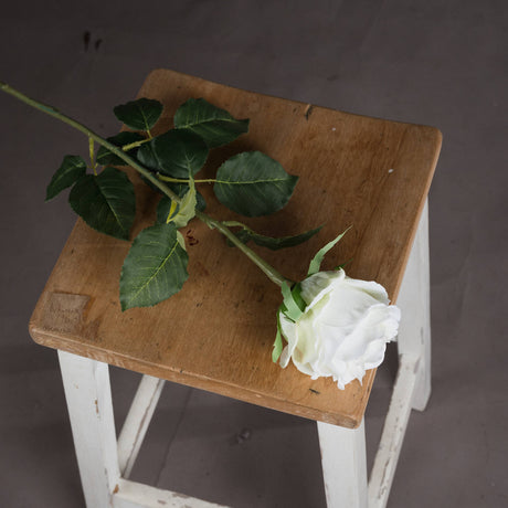traditional white rose