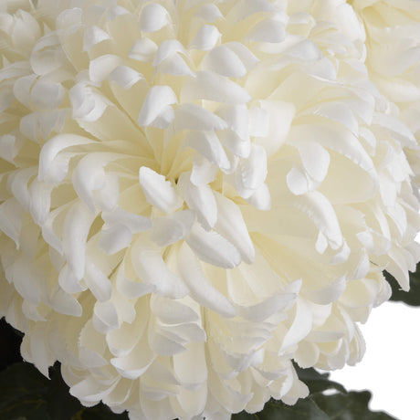 large white chrysanthemum