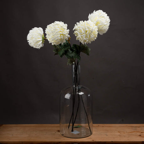 large white chrysanthemum