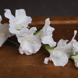 white gladioli