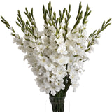 white gladioli