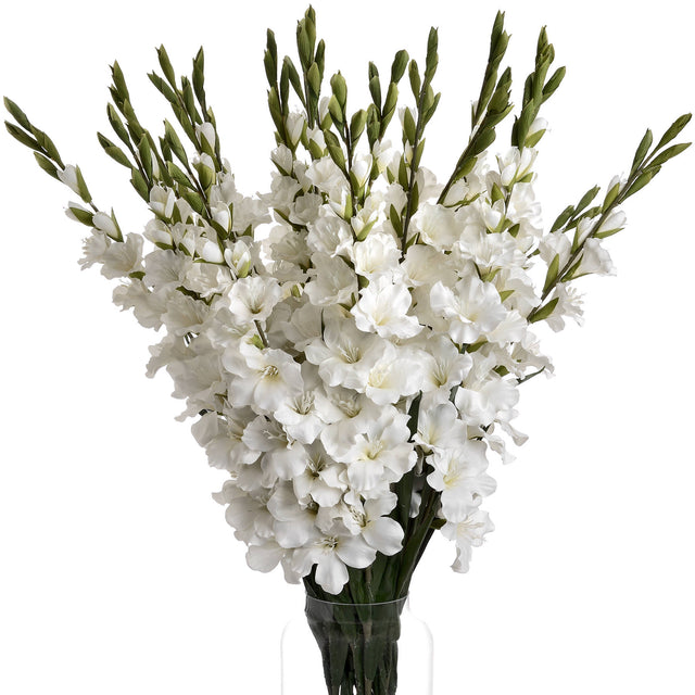 white gladioli