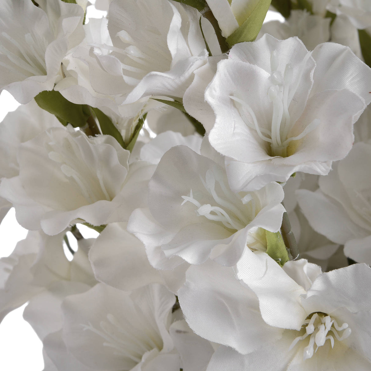 white gladioli