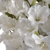 white gladioli