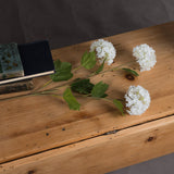viburnum opulus