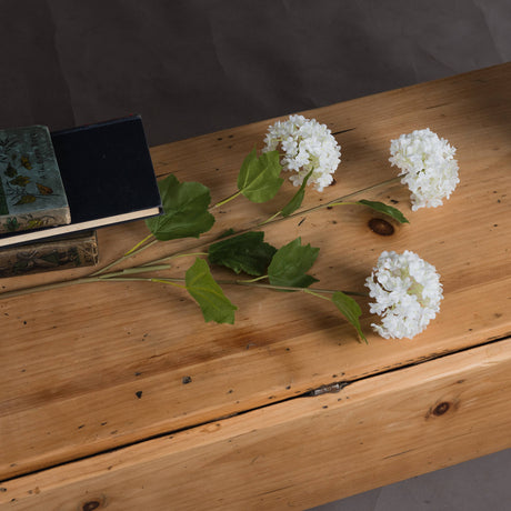 viburnum opulus