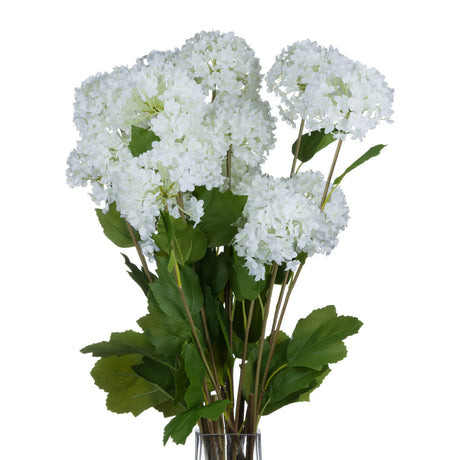 viburnum opulus