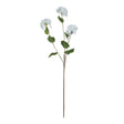 viburnum opulus