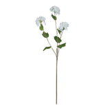 viburnum opulus