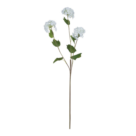 viburnum opulus