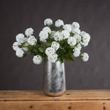 viburnum opulus
