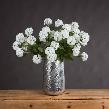 viburnum opulus
