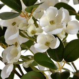 white spring mock orange flower