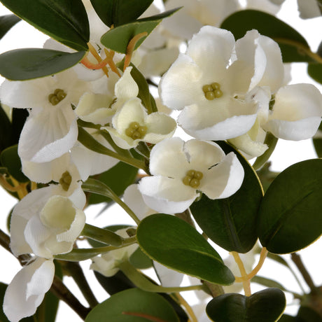 white spring mock orange flower