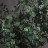 tall eucalyptus stem