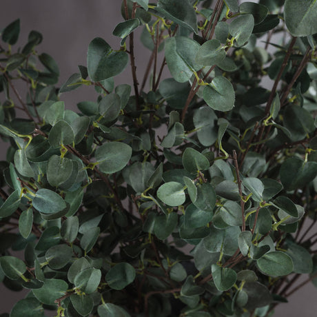 tall eucalyptus stem