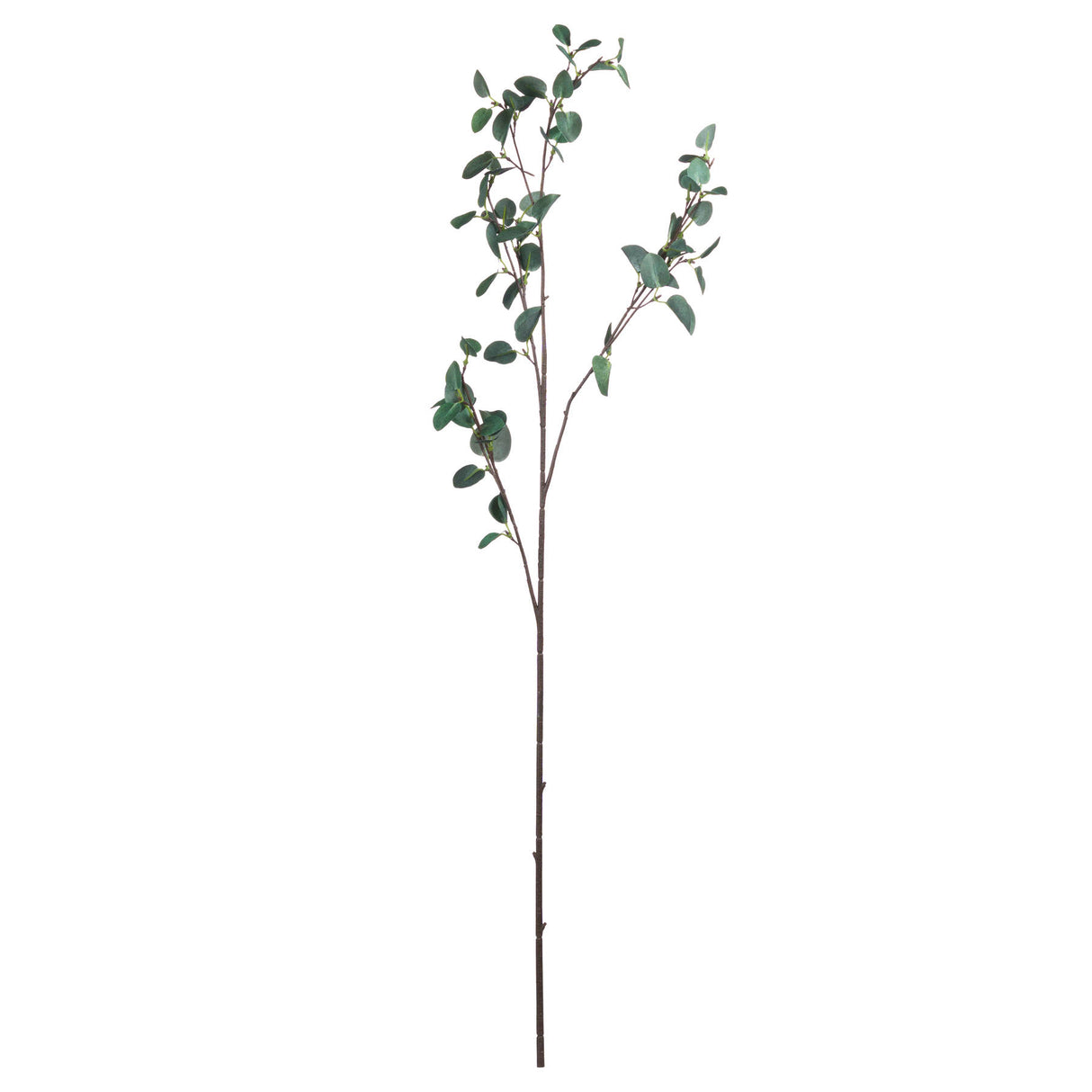 tall eucalyptus stem