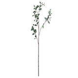 tall eucalyptus stem