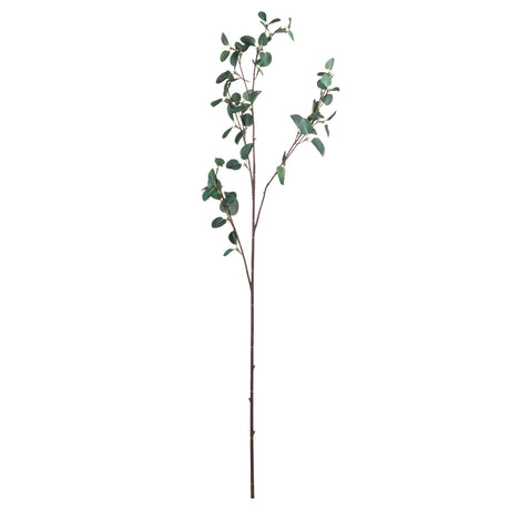 tall eucalyptus stem