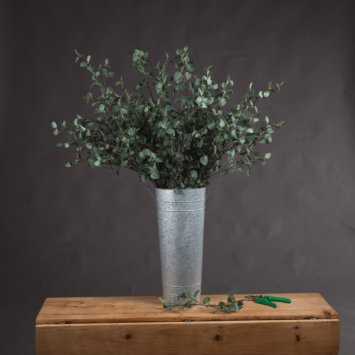tall eucalyptus stem