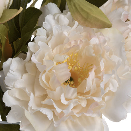 white fashion peony