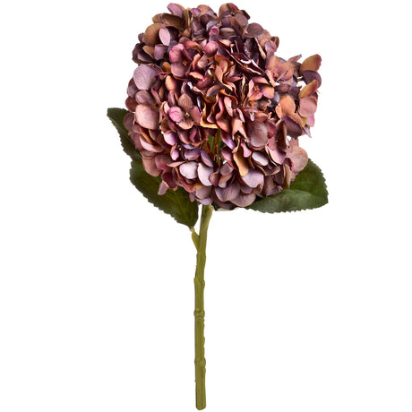 autumn coffee hydrangea