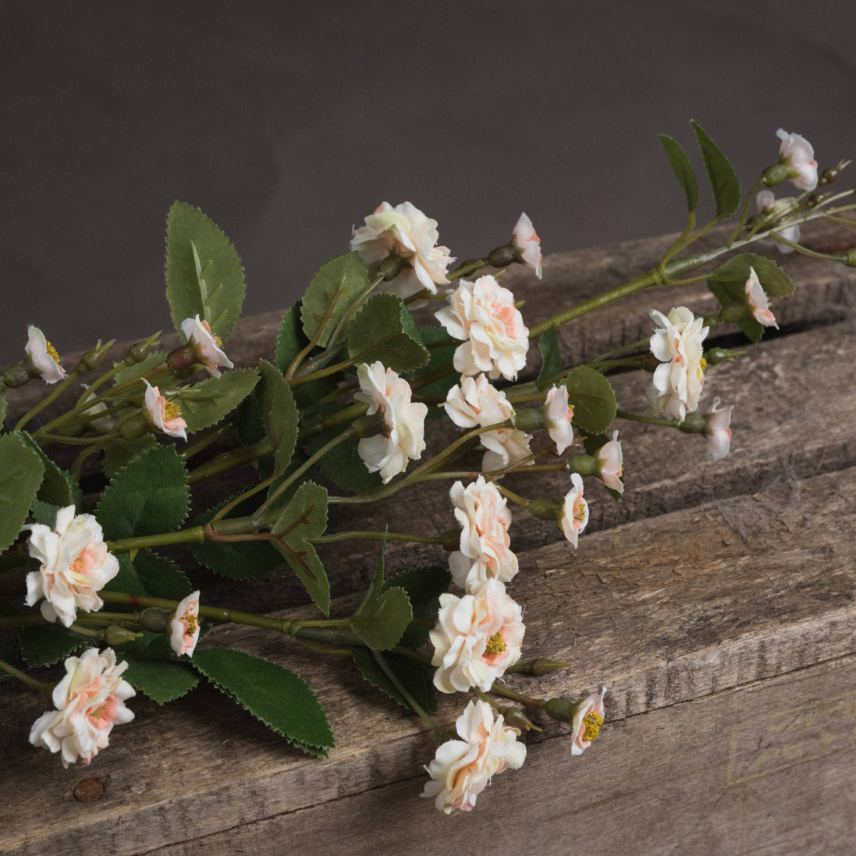 cream wild meadow rose