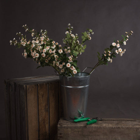 cream wild meadow rose