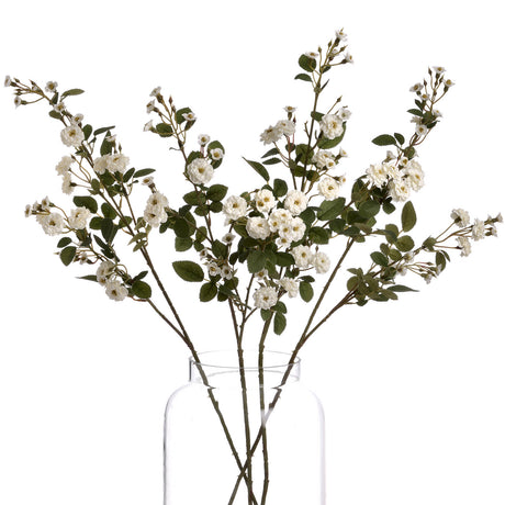 white wild meadow rose
