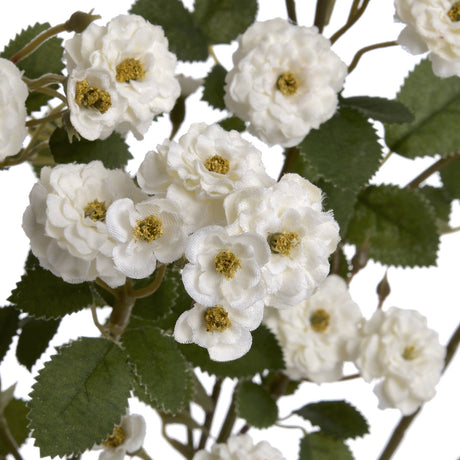 white wild meadow rose