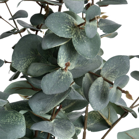 variegated eucalyptus