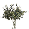 eucalyptus spray