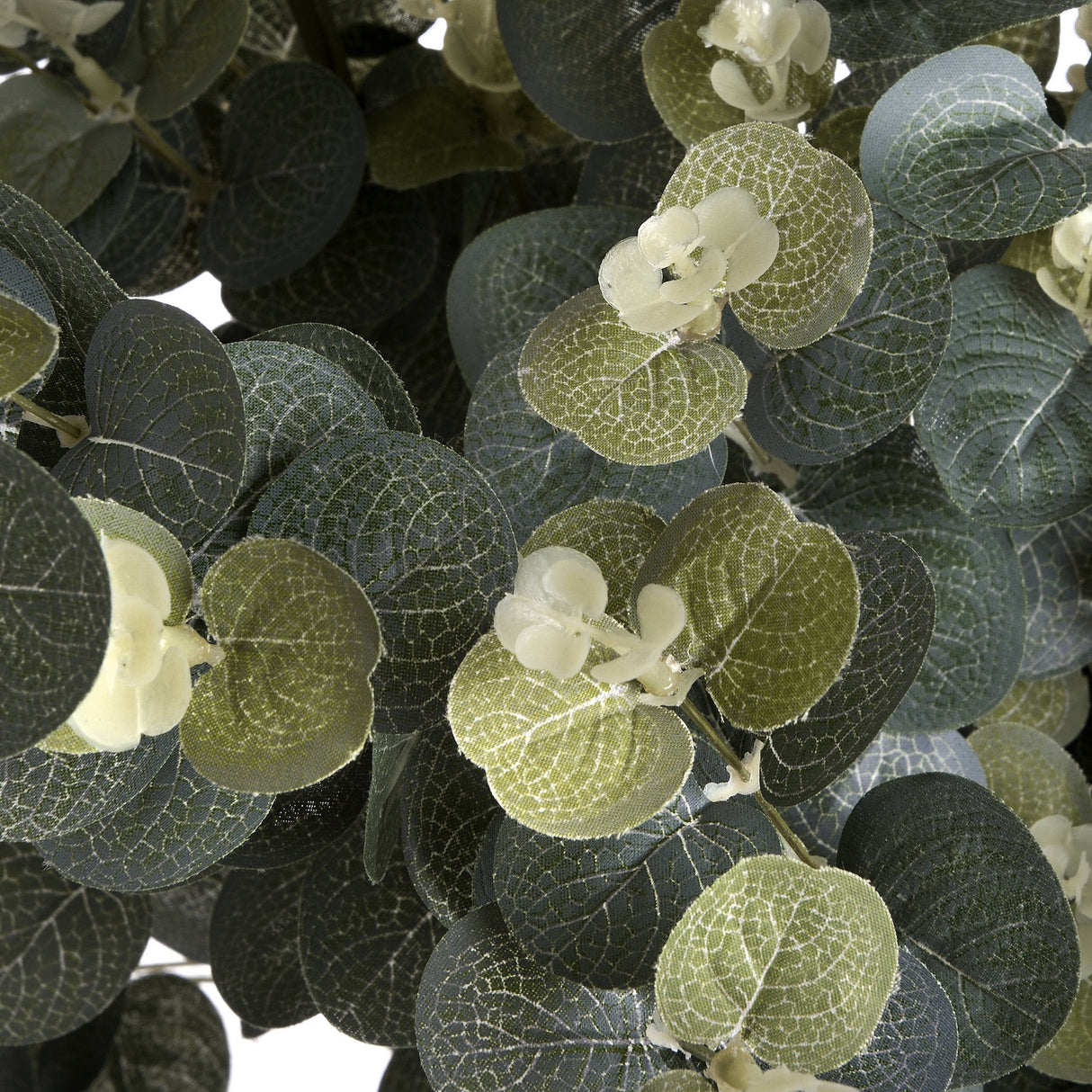 eucalyptus spray