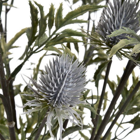 eryngium blue thistle