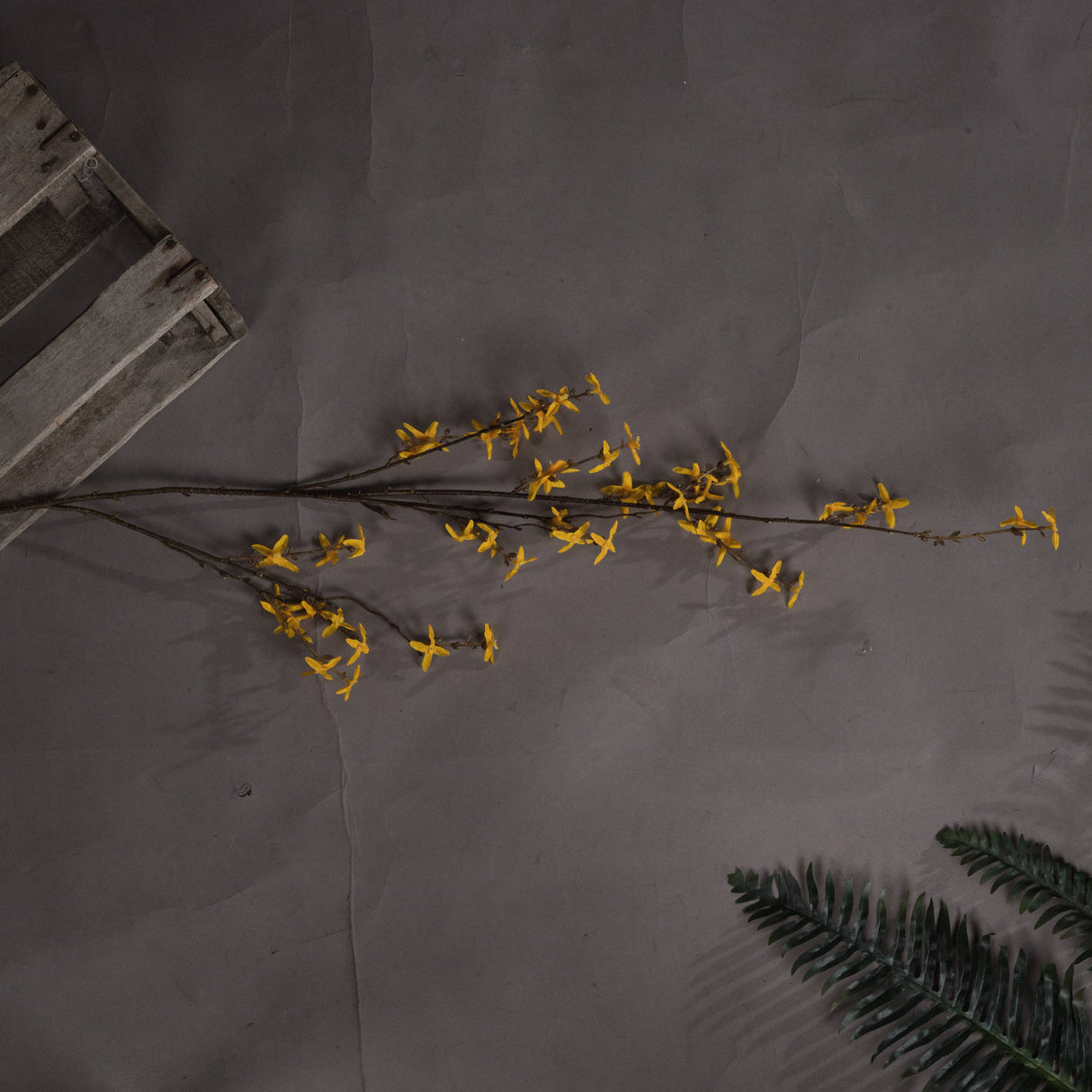 forsythia