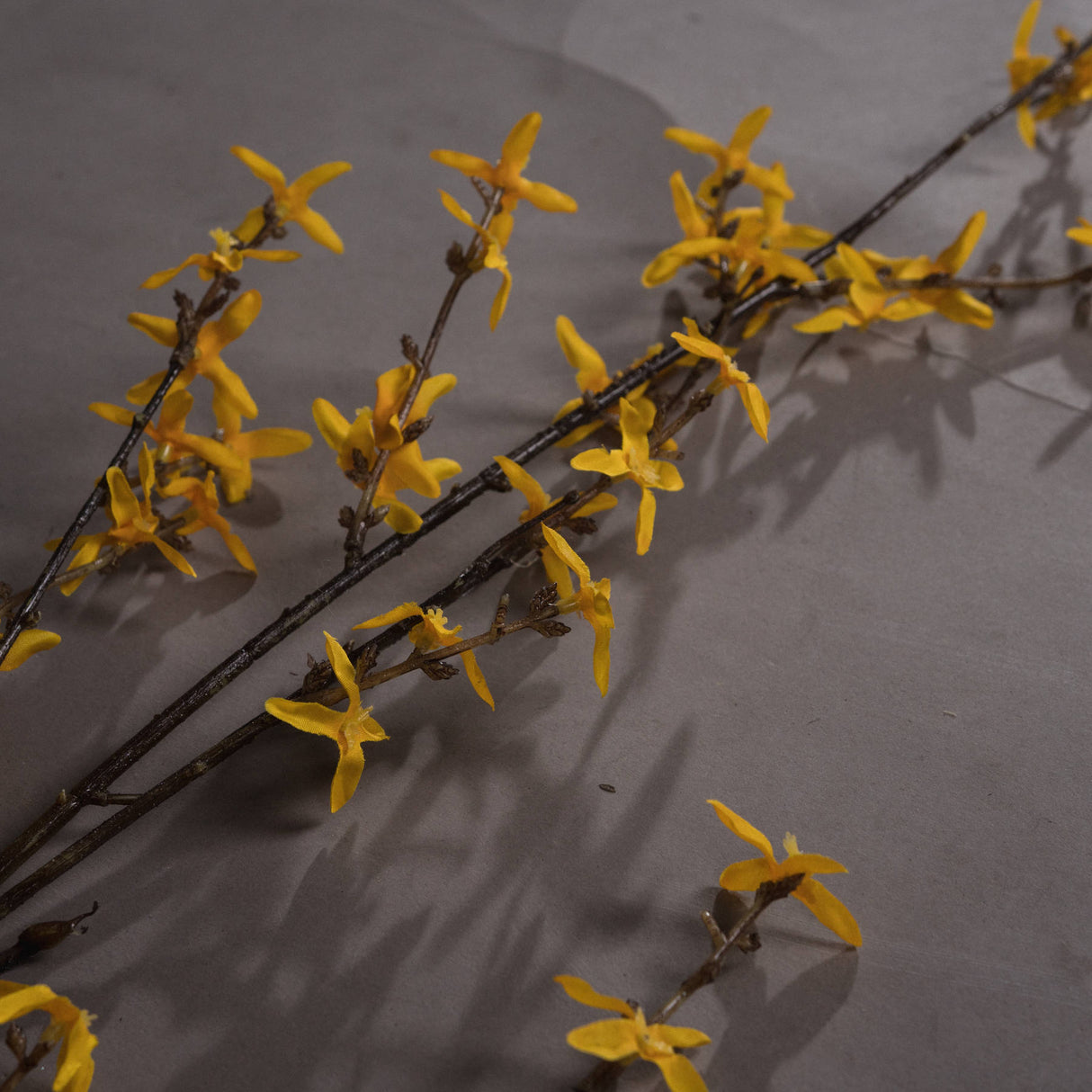 forsythia