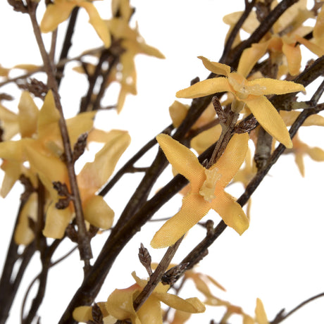 forsythia