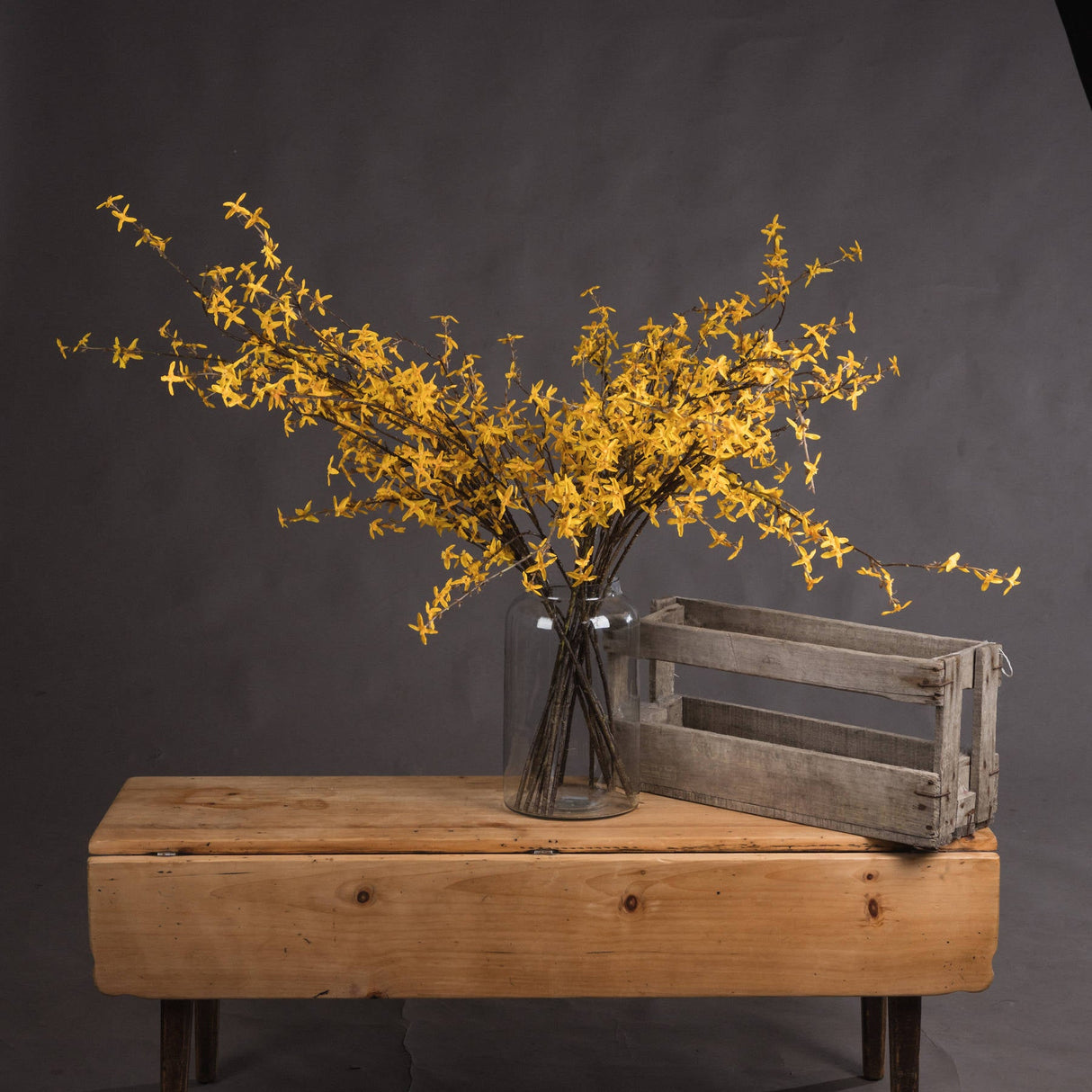 Sabine Forsythia