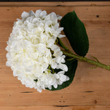 oversized white hydrangea
