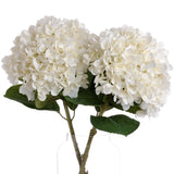 oversized white hydrangea