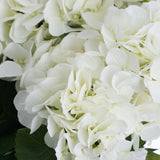 white hydrangea bouquet