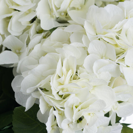 white hydrangea bouquet