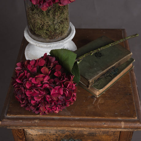 autumn ruby hydrangea